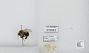 Bombus sp.