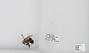 Bombus sp.