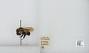 Bombus sp.