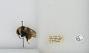 Bombus sp.