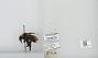 Bombus sp.