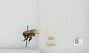 Bombus sp.