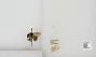 Bombus sp.