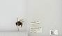 Bombus sp.