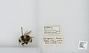 Bombus sp.