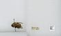 Bombus sp.