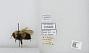 Bombus sp.