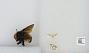 Bombus sp.