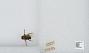Bombus sp.