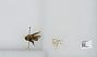 Bombus sp.
