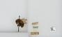 Bombus sp.