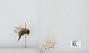 Bombus sp.
