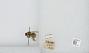 Bombus sp.