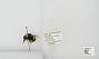 Bombus sp.
