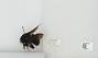 Bombus sp.