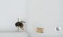Bombus sp.