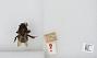 Bombus sp.