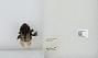 Bombus sp.