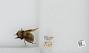 Bombus sp.