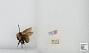Bombus sp.