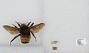 Bombus sp.