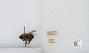 Bombus sp.
