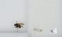 Bombus sp.