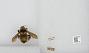 Bombus sp.