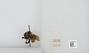 Bombus sp.