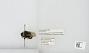 Bombus sp.