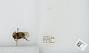 Bombus sp.
