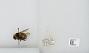 Bombus sp.