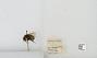 Bombus sp.