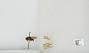 Bombus sp.