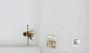 Bombus sp.