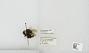 Bombus sp.