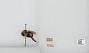 Bombus sp.