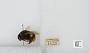 Bombus sp.