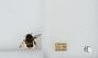 Bombus sp.