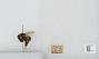 Bombus sp.
