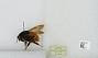 Bombus sp.
