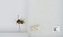 Bombus sp.
