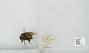 Bombus sp.