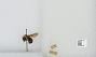 Bombus sp.