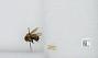 Bombus sp.