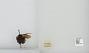Bombus sp.