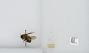 Bombus sp.