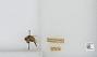 Bombus sp.