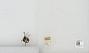Bombus sp.
