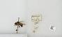 Bombus sp.